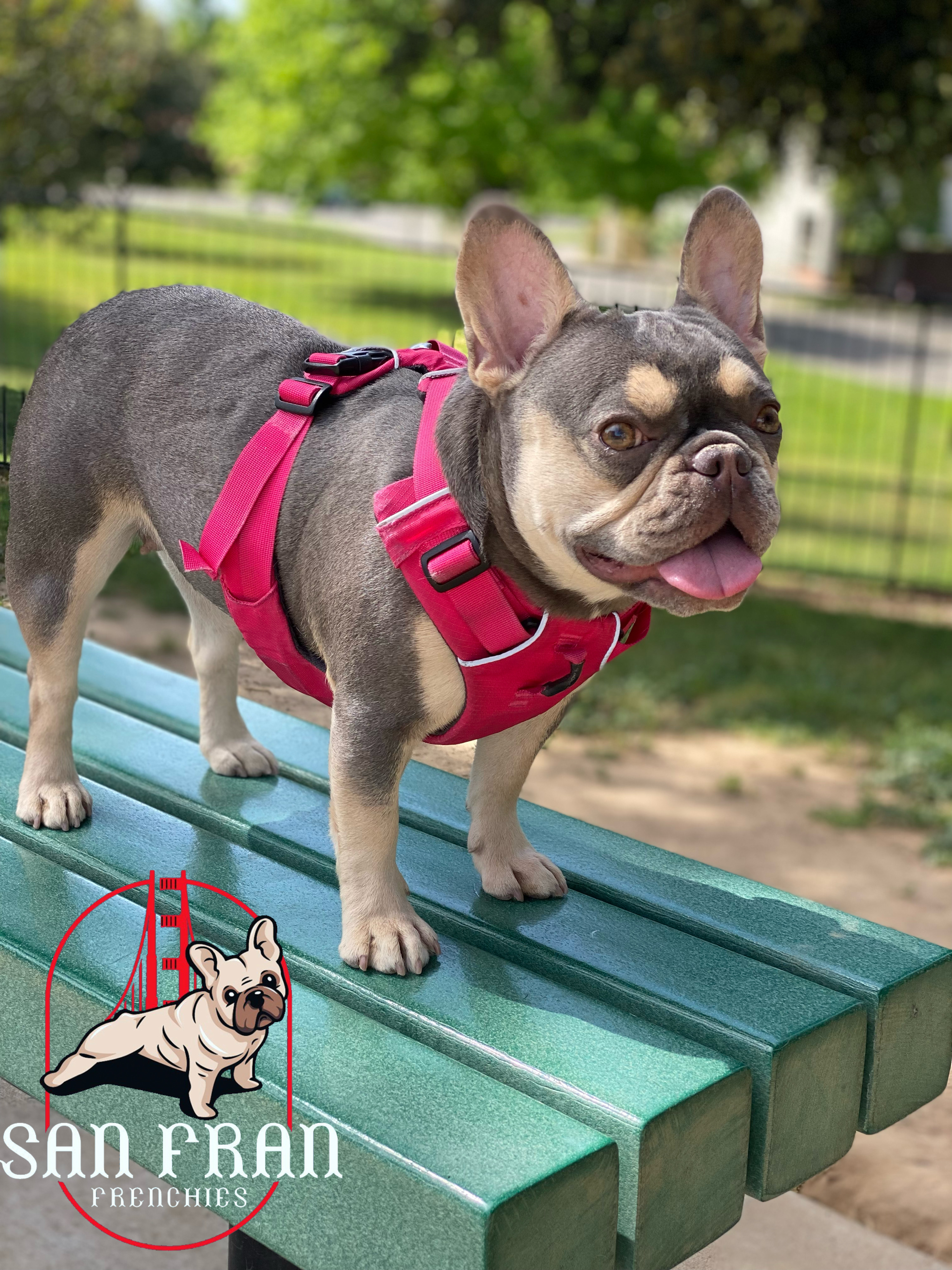 A San Fran Frenchies dog in a pink harness, standing on a park bench