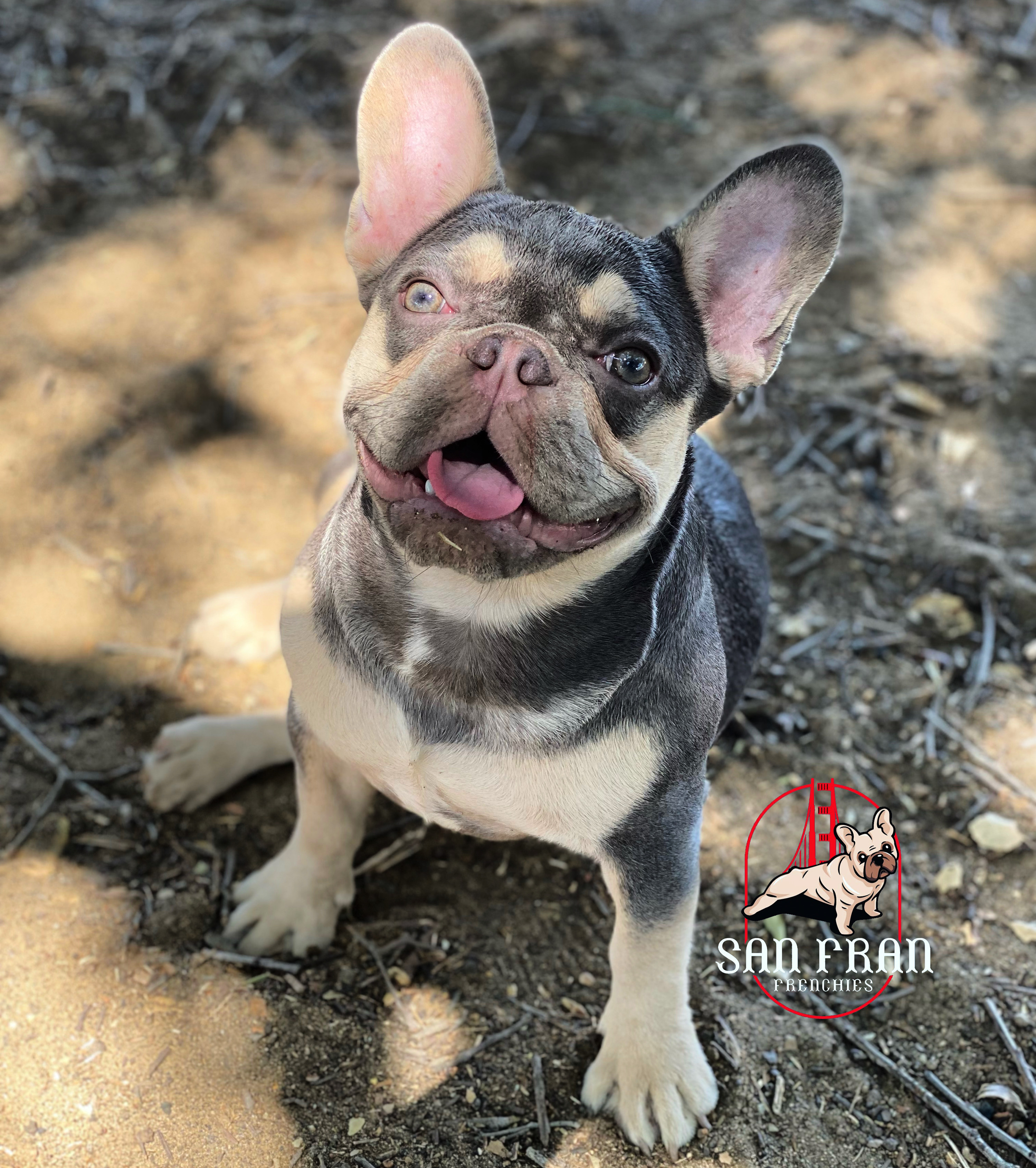 A San Fran Frenchies dog looking up at the camera outdoors