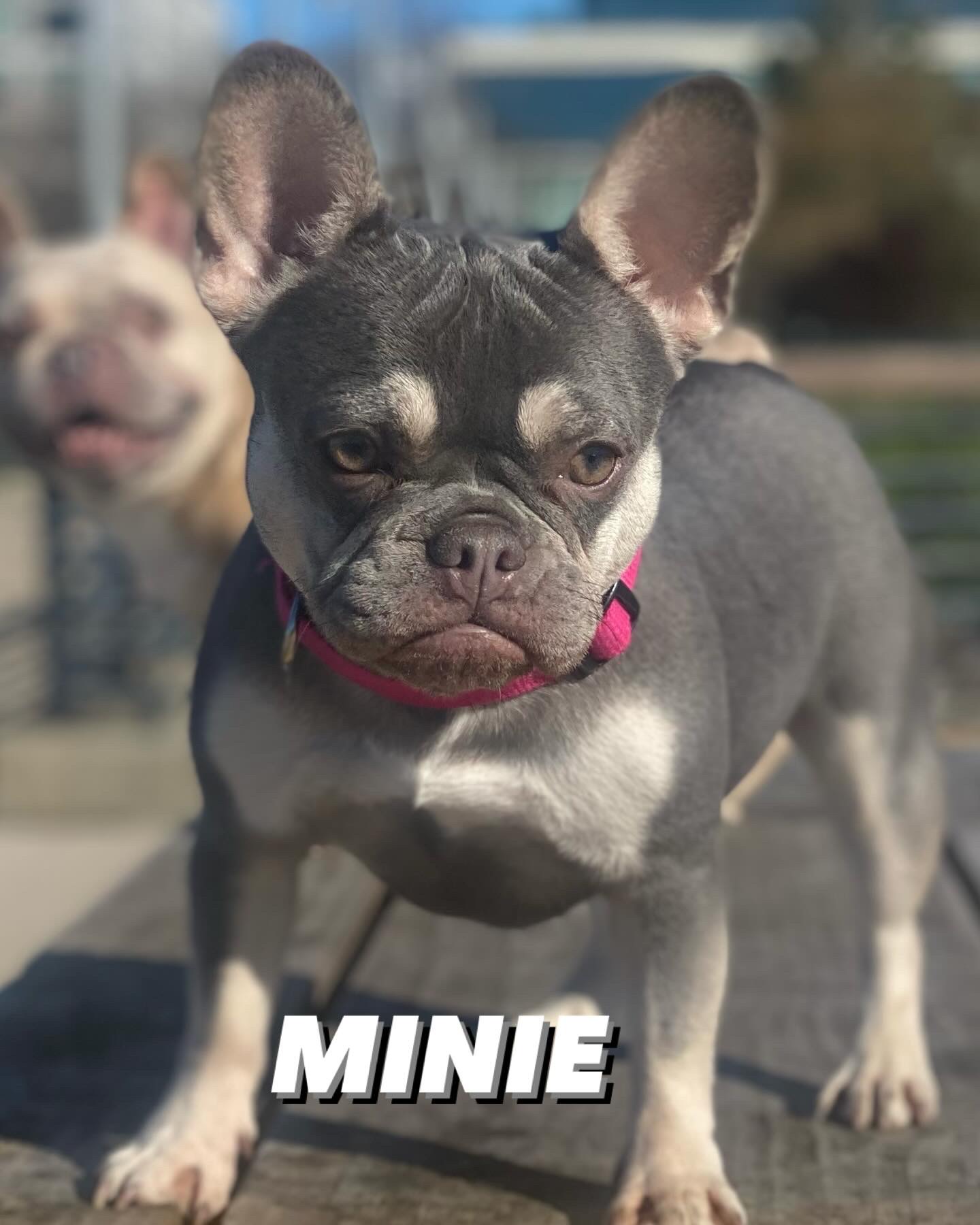 Minie, a San Fran Frenchies dog, standing outdoors
