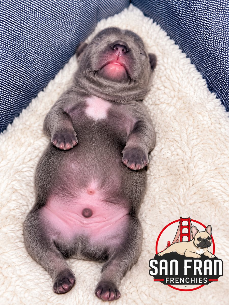A sleeping newborn French Bulldog puppy on its back on a cream blanket
