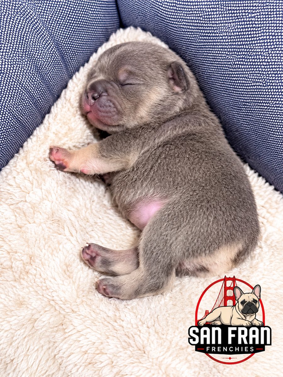 A newborn French Bulldog puppy curled up asleep on a cream blanket