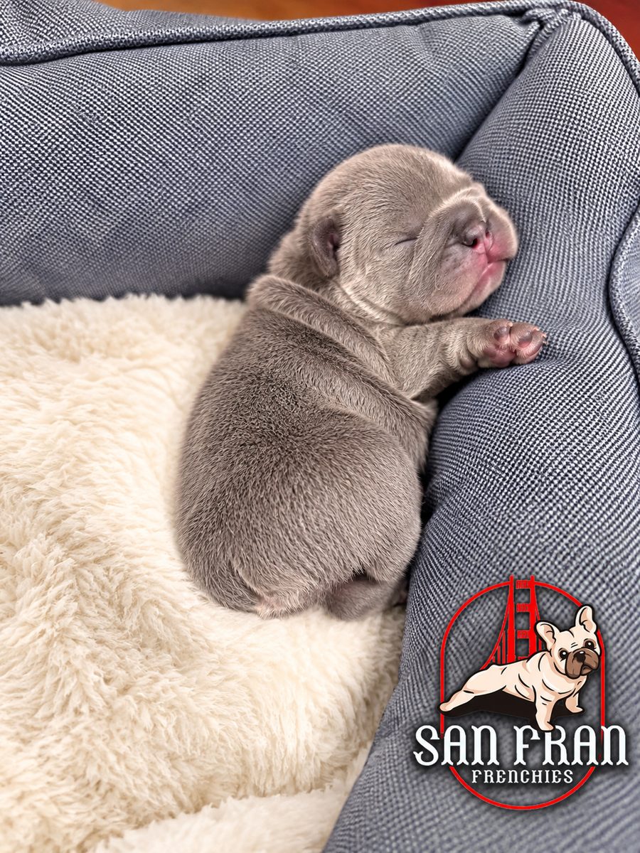 A newborn French Bulldog puppy sleeping in a gray dog bed