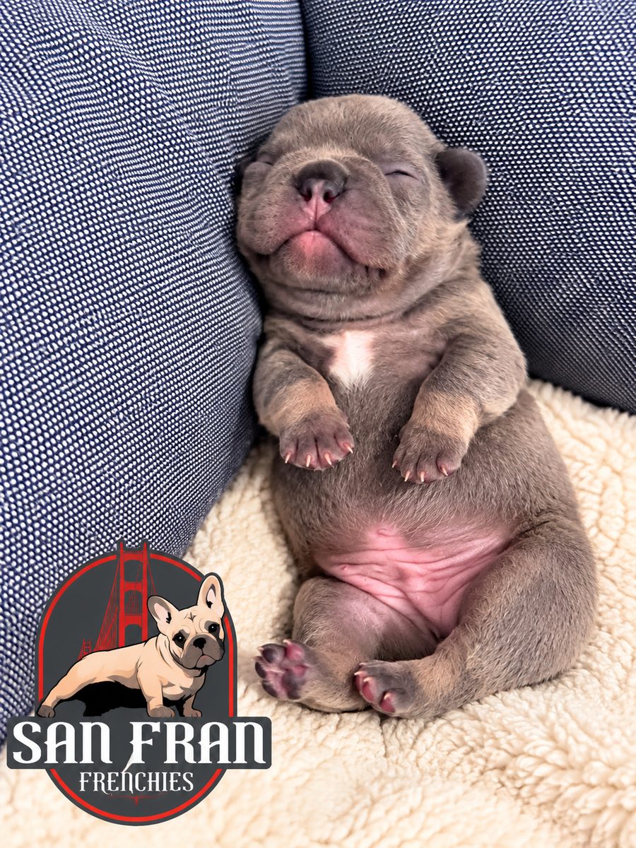 A newborn French Bulldog puppy asleep on its back between blue cushions